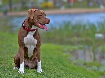 dog looking off into the distance